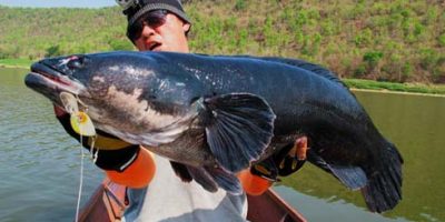 World record giant snakehead.jpg